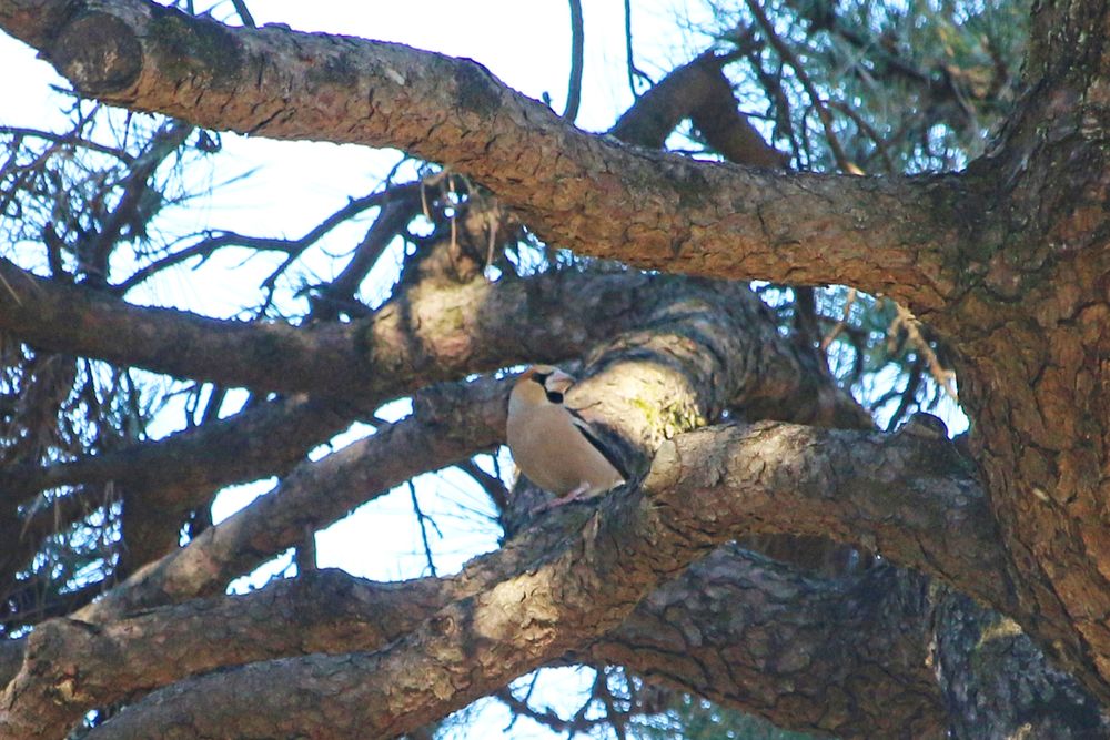 写真：白鳥濠周辺のシメ