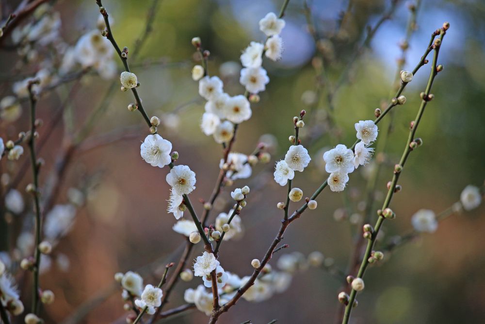 写真：ウメ（麝香梅）（バラ科）