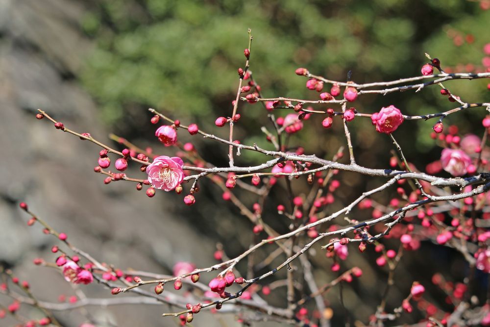 写真：ウメ（鴛鴦）（バラ科）