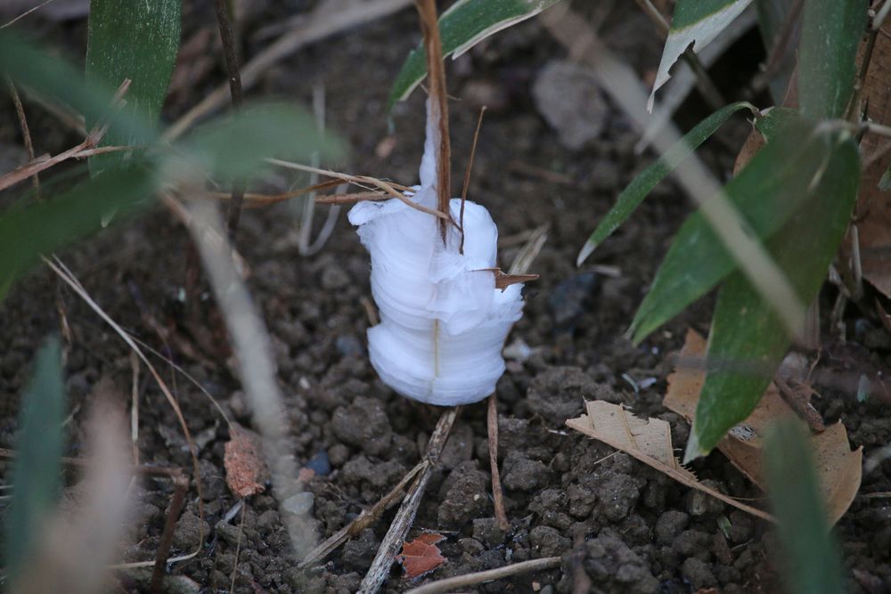 写真：シモバシラ（霜柱）（シソ科）