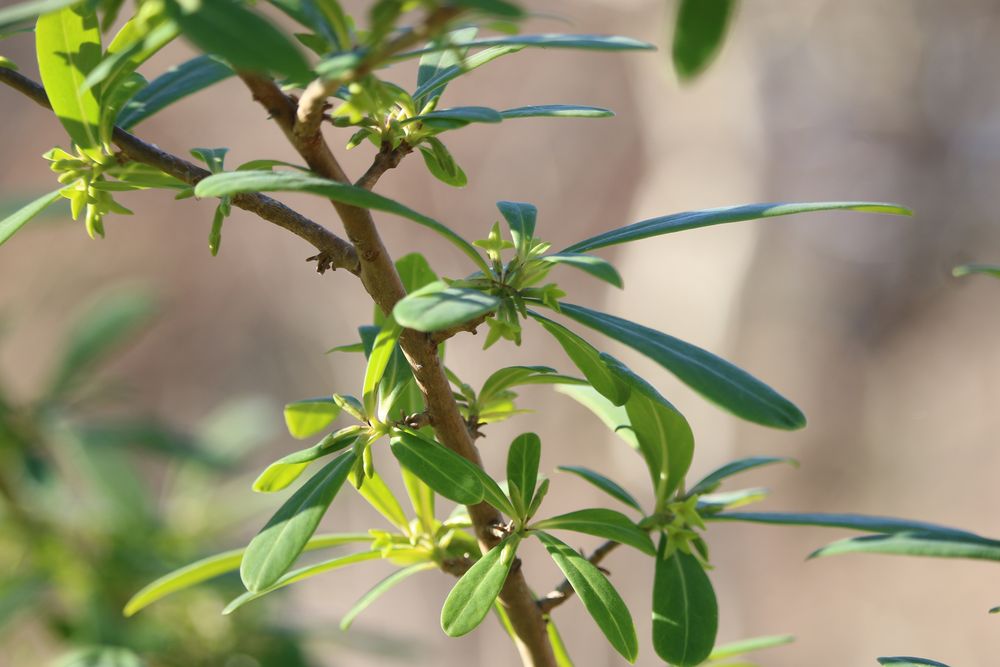 写真：オニシバリ（ジンチョウゲ科）