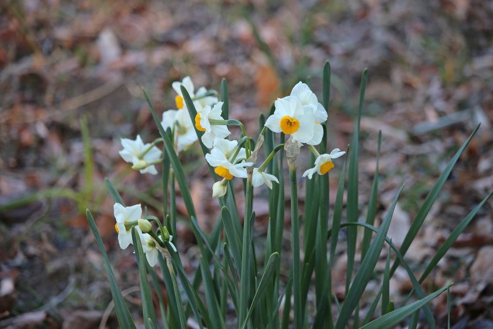 写真：スイセン（ヒガンバナ科）