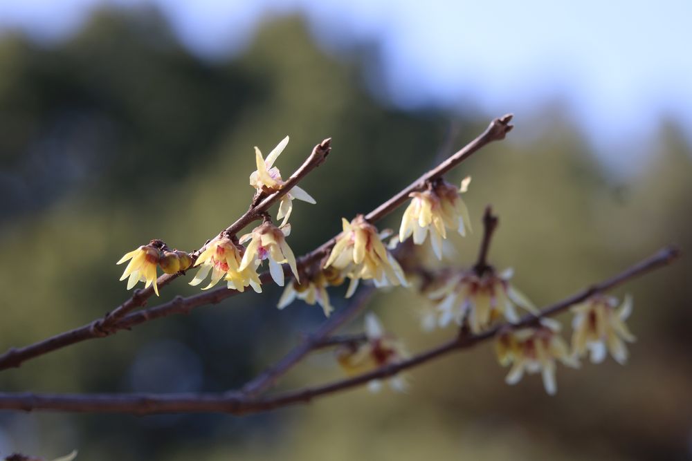 写真：ロウバイ（ロウバイ科）