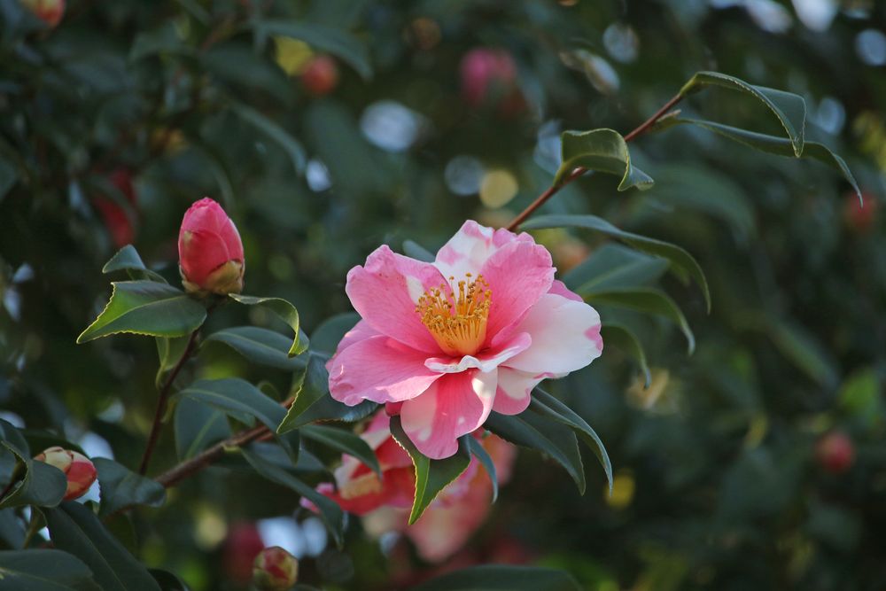 写真：ハルサザンカ（ツバキ科）
