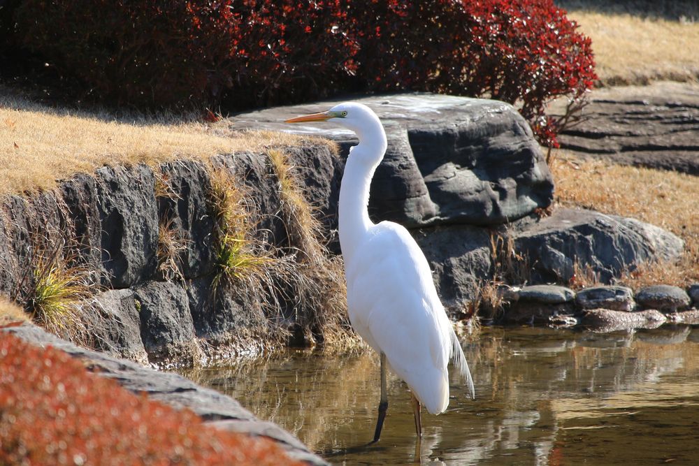 写真：二の丸池のチュウサギ