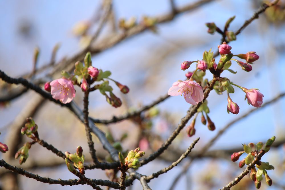 写真：カワヅザクラ（バラ科）