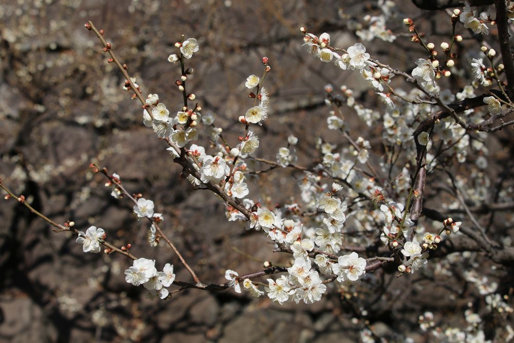 写真：ウメ（長束）（バラ科）