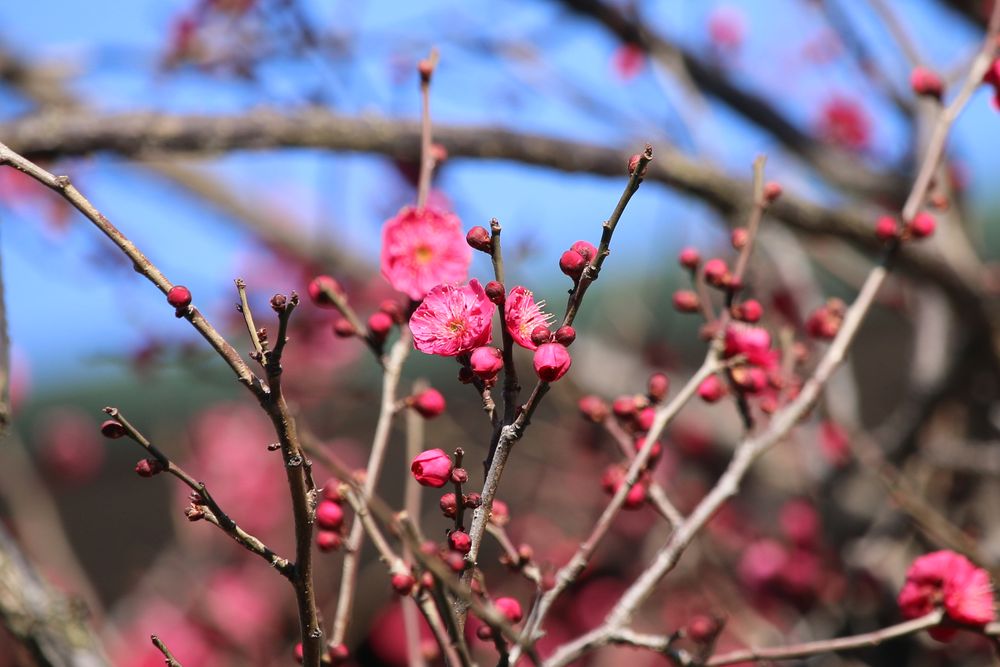 写真：ウメ（鹿児島紅）（バラ科）