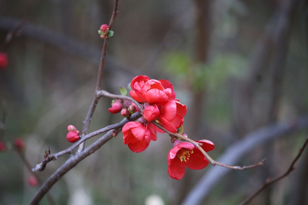 写真：ボケ（バラ科）