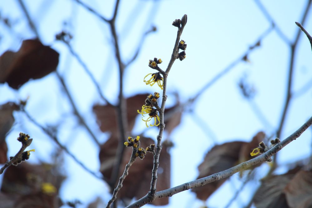 写真：シナマンサク（マンサク科）
