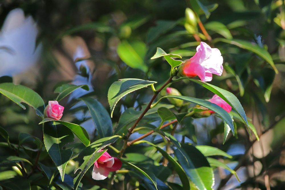 写真：ツバキ（乙姫）（ツバキ科）