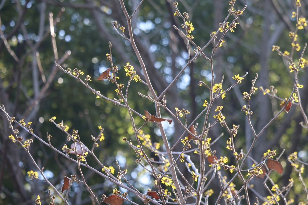写真：シナマンサク（マンサク科）