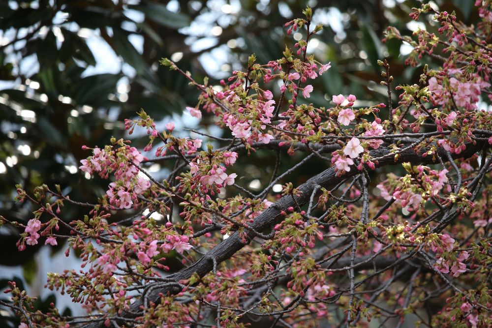 写真：カワヅザクラ（バラ科）