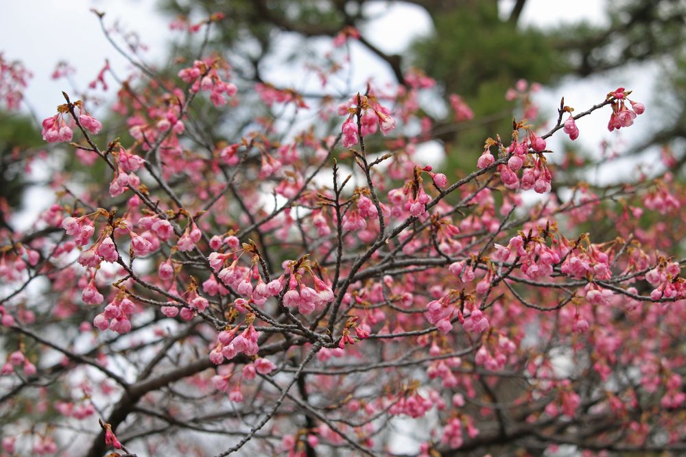 写真：リュウキュウカンヒザクラ（バラ科）