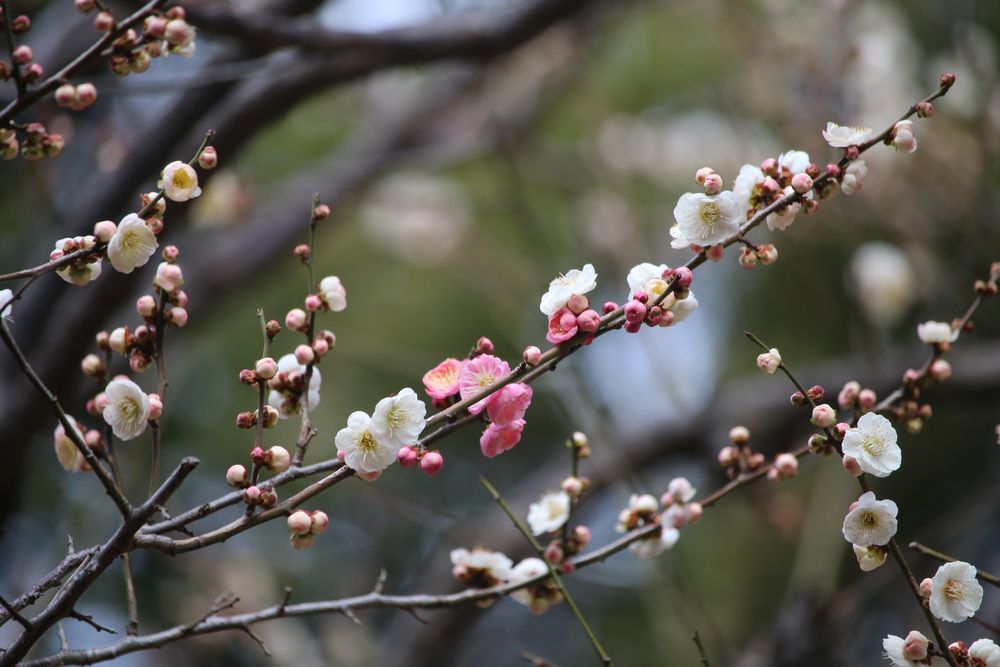 写真：ウメ（柳川絞）（バラ科）