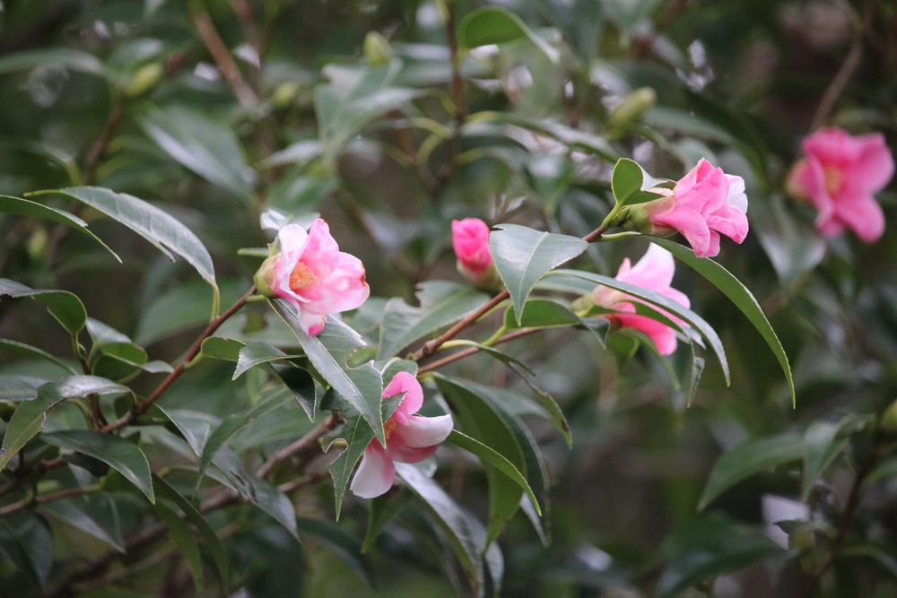 写真：ツバキ（乙姫）（ツバキ科）