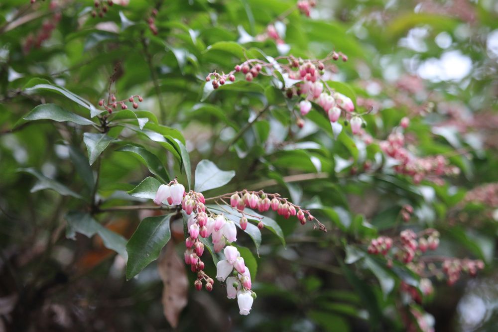 写真：アケボノアセビ（ツツジ科）