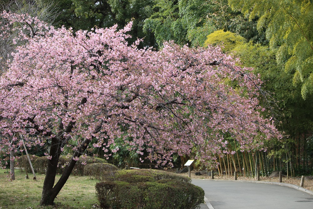 写真：桜の島のカワヅザクラ