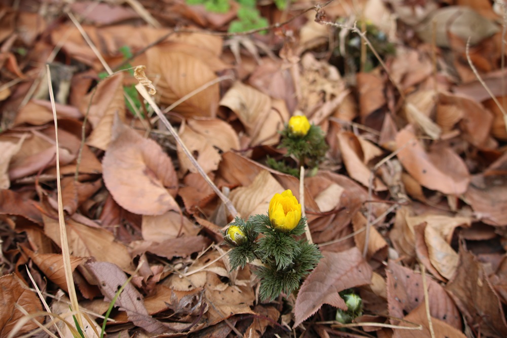 お写真：フクジュソウ（キンポウゲ科）