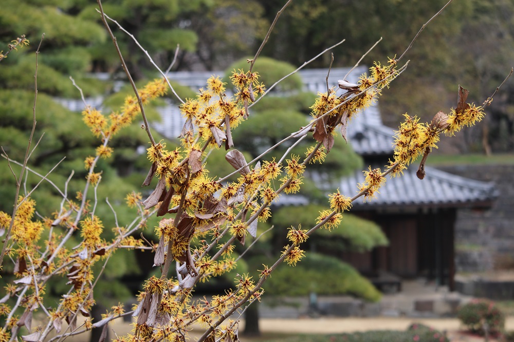 お写真：シナマンサク（マンサク科）
