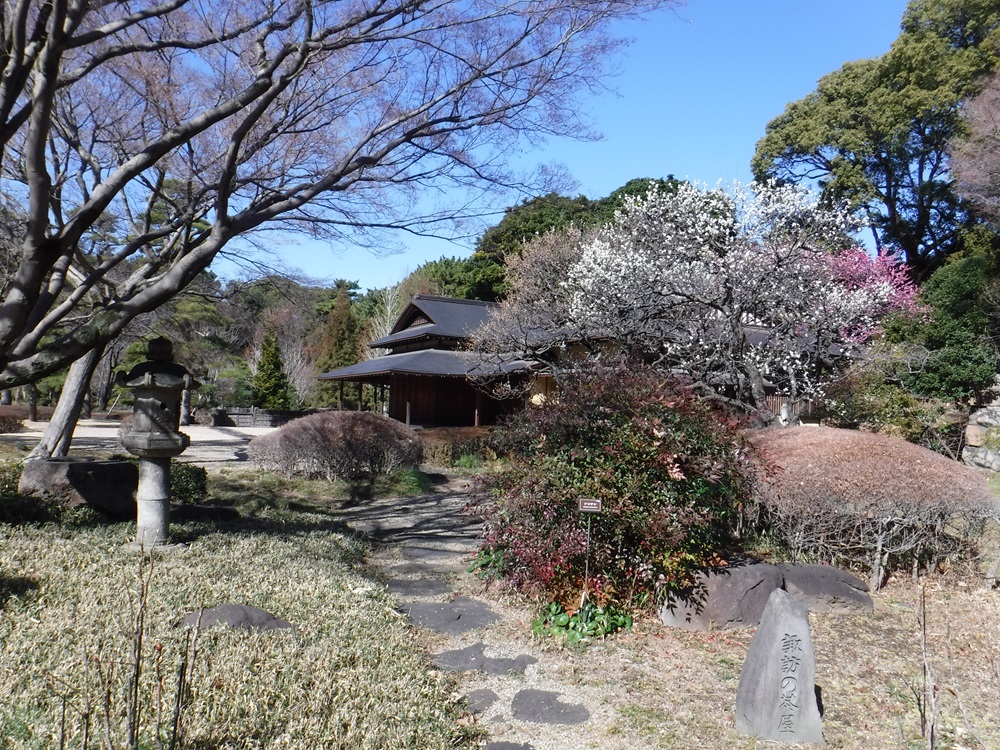 写真：ウメと諏訪の茶屋