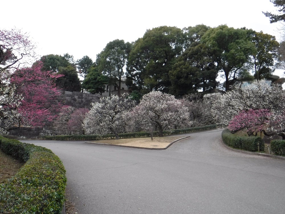 写真：梅林坂のウメ
