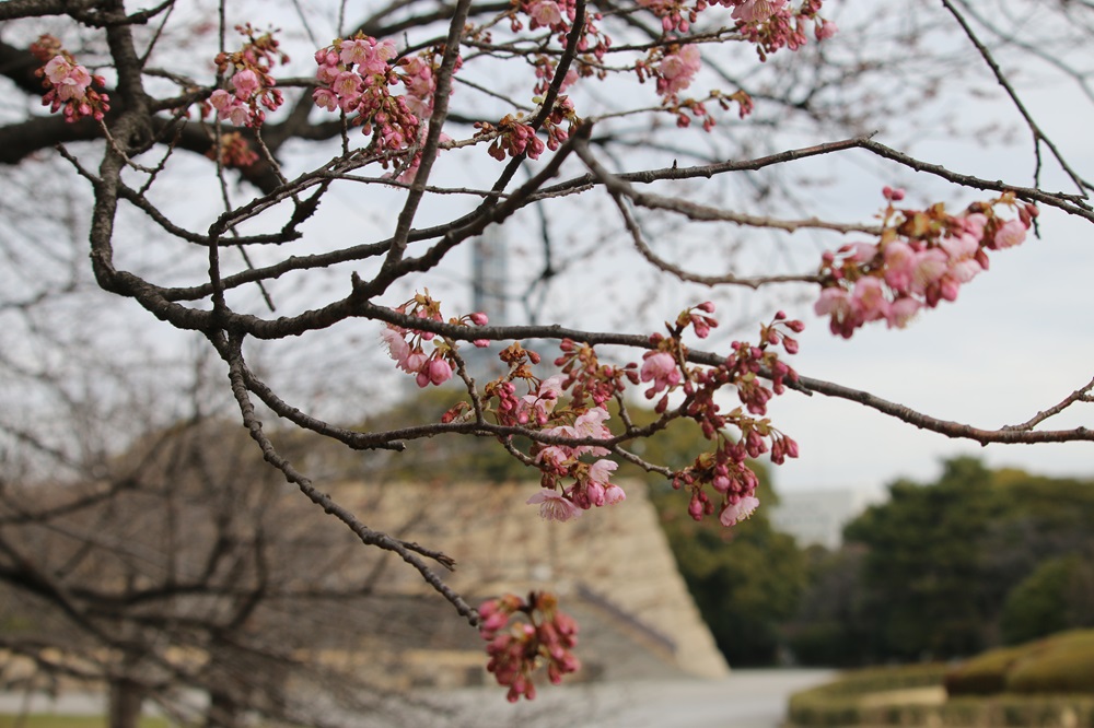 お写真：ツバキカンザクラ（バラ科）