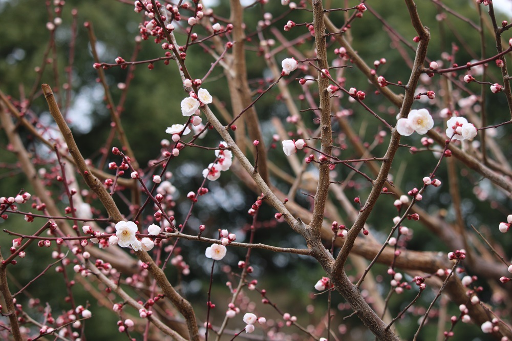 お写真：ウメ（豊後）（バラ科）