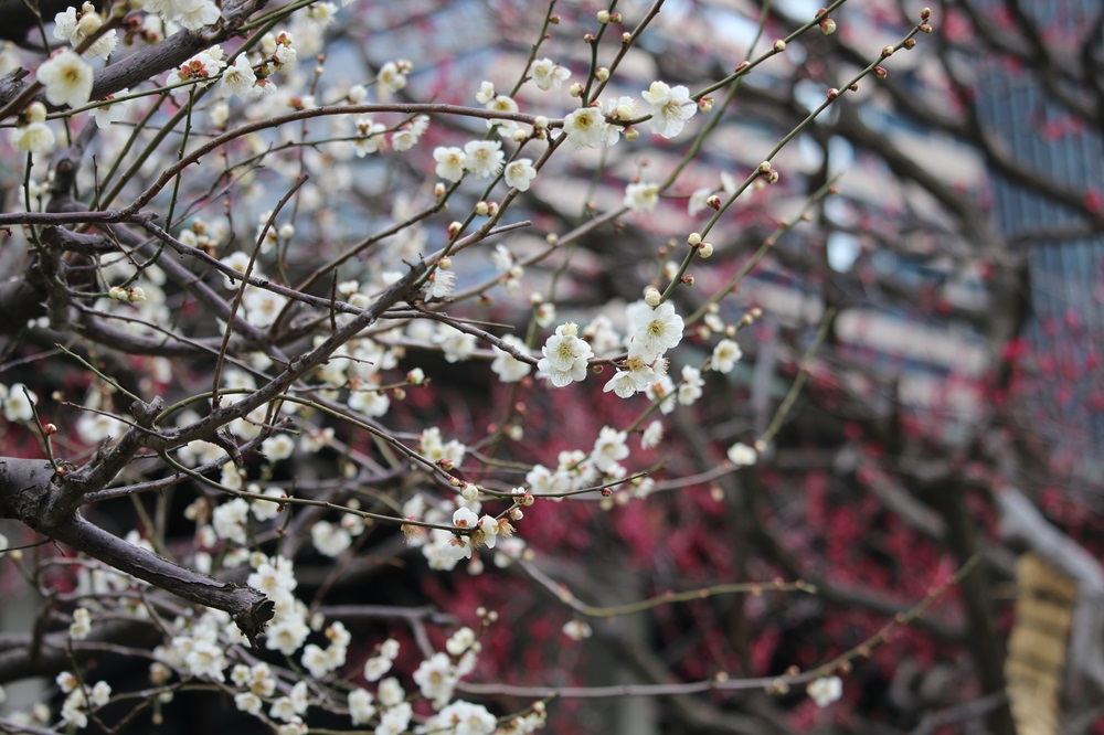 お写真：ウメ（白加賀）（バラ科）