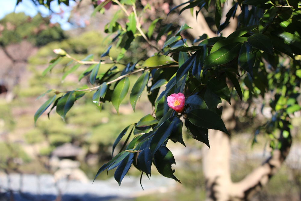 お写真：ツバキ（太郎冠者）（ツバキ科）