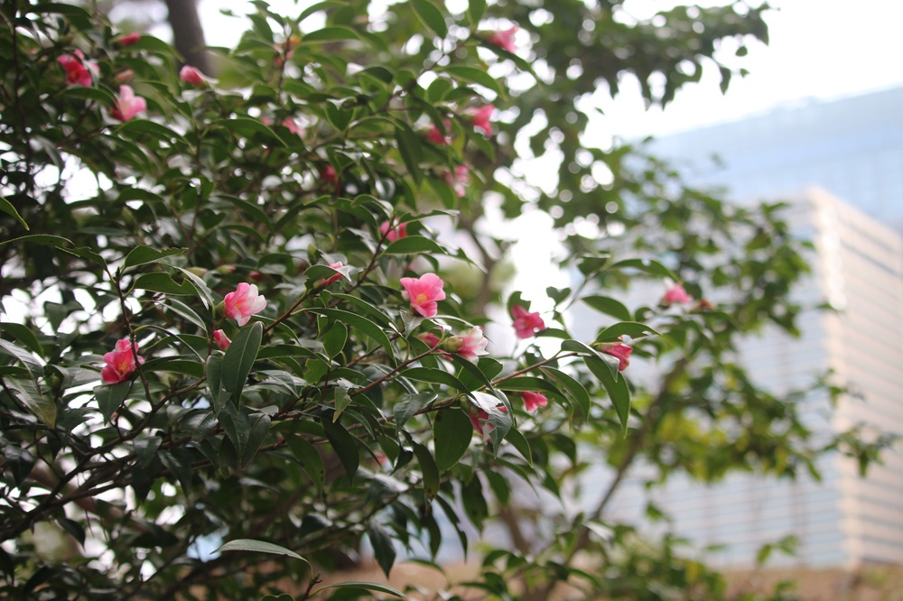 お写真：ツバキ（乙姫）（ツバキ科）