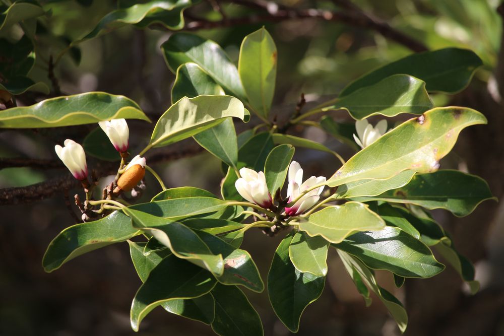 写真：オガタマノキ（モクレン科）