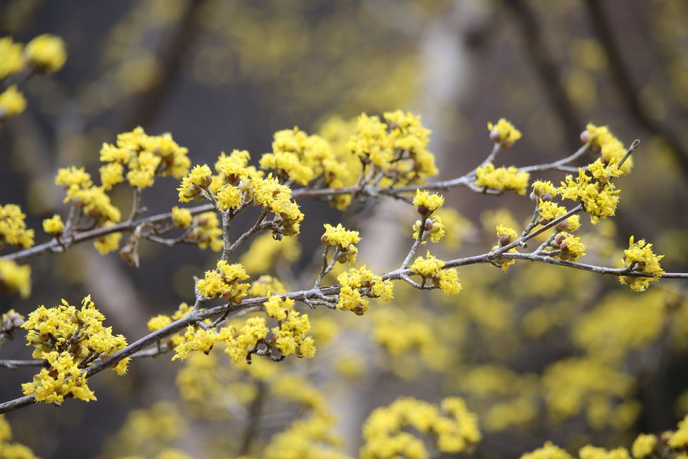 写真：サンシュユ（ミズキ科）