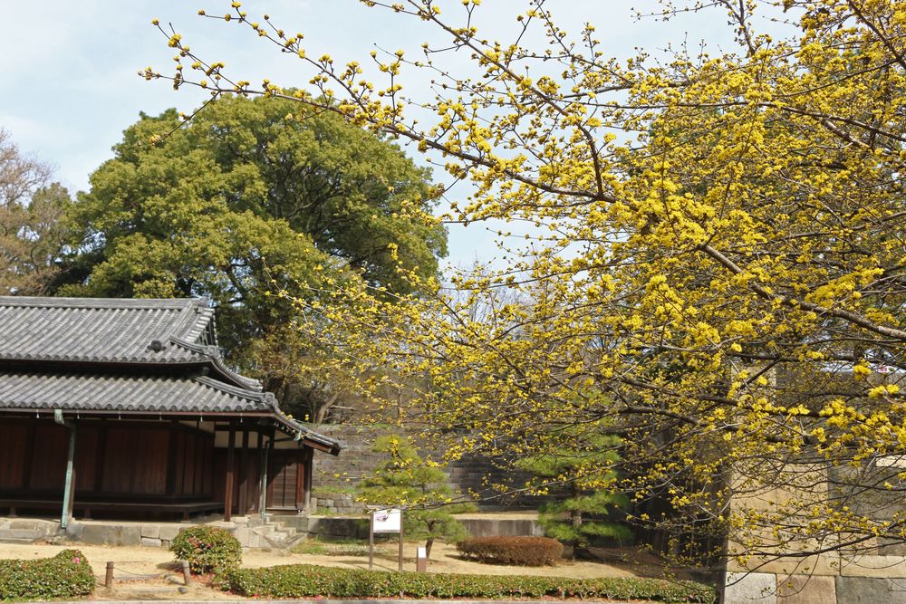 写真：サンシュユと大番所