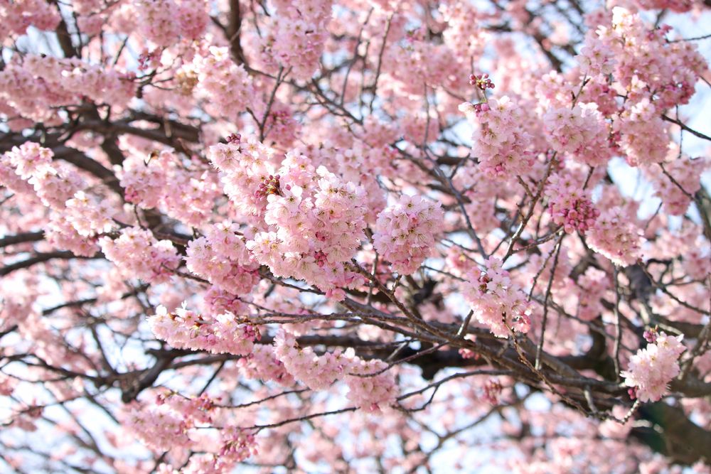 写真：ツバキカンザクラ（バラ科）