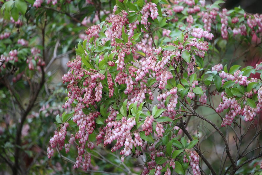 写真：アケボノアセビ（ツツジ科）