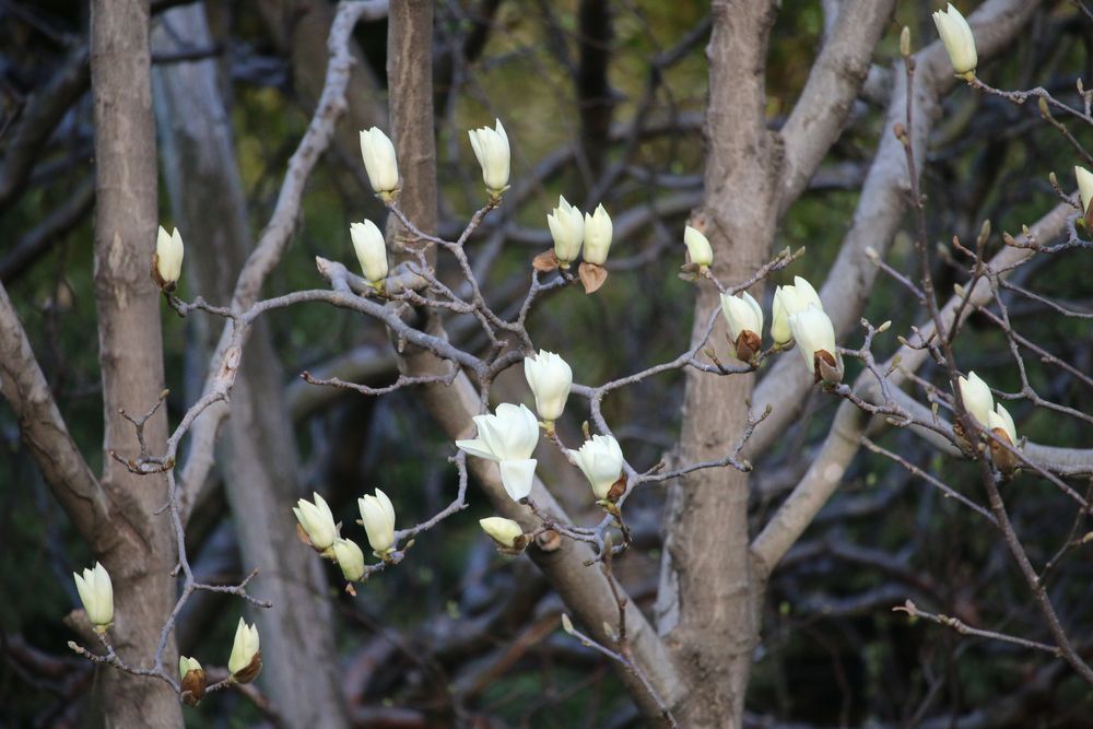 お写真：ハクモクレン（モクレン科）