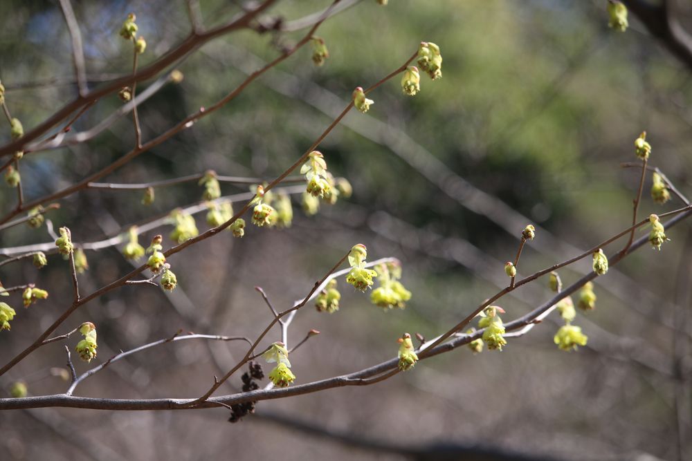 お写真：トサミズキ（マンサク科）