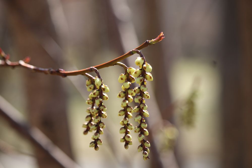 写真：キブシ（キブシ科）