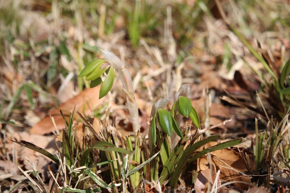 お写真：シュンラン（ラン科）