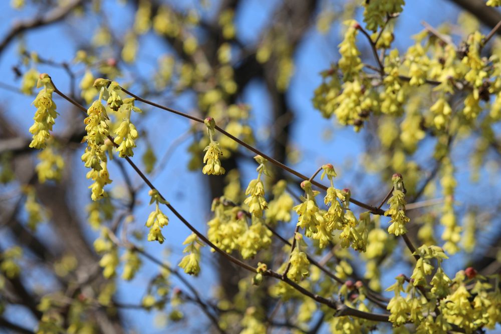 写真：トサミズキ（マンサク科）