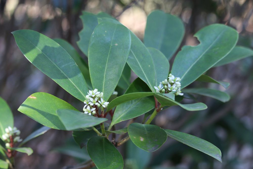 写真：ミヤマシキミ（ミカン科）