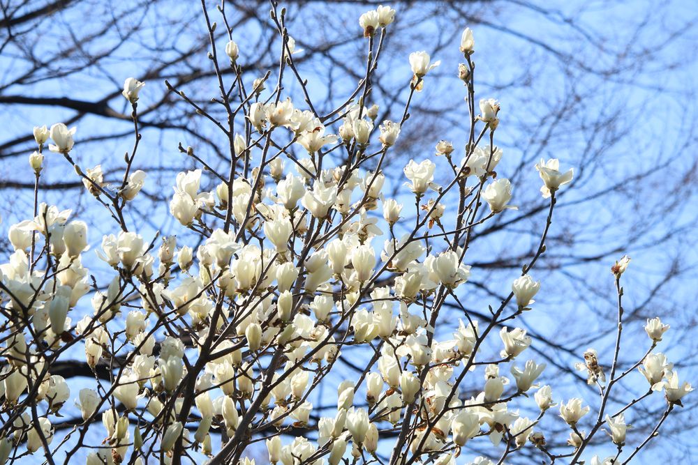 写真：ハクモクレン（モクレン科）