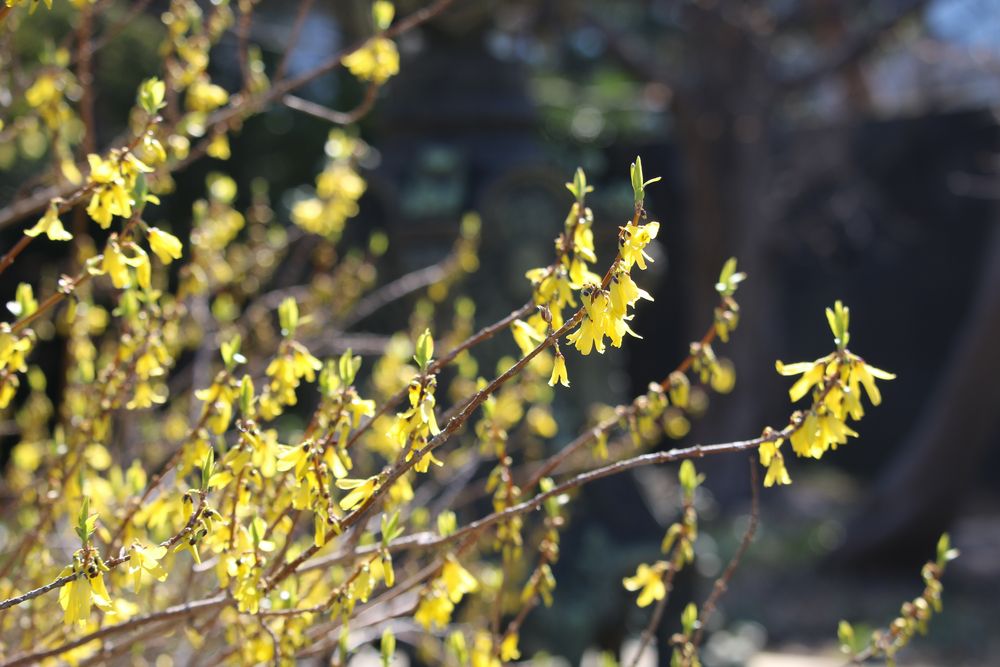 写真：シナレンギョウ（モクセイ科）