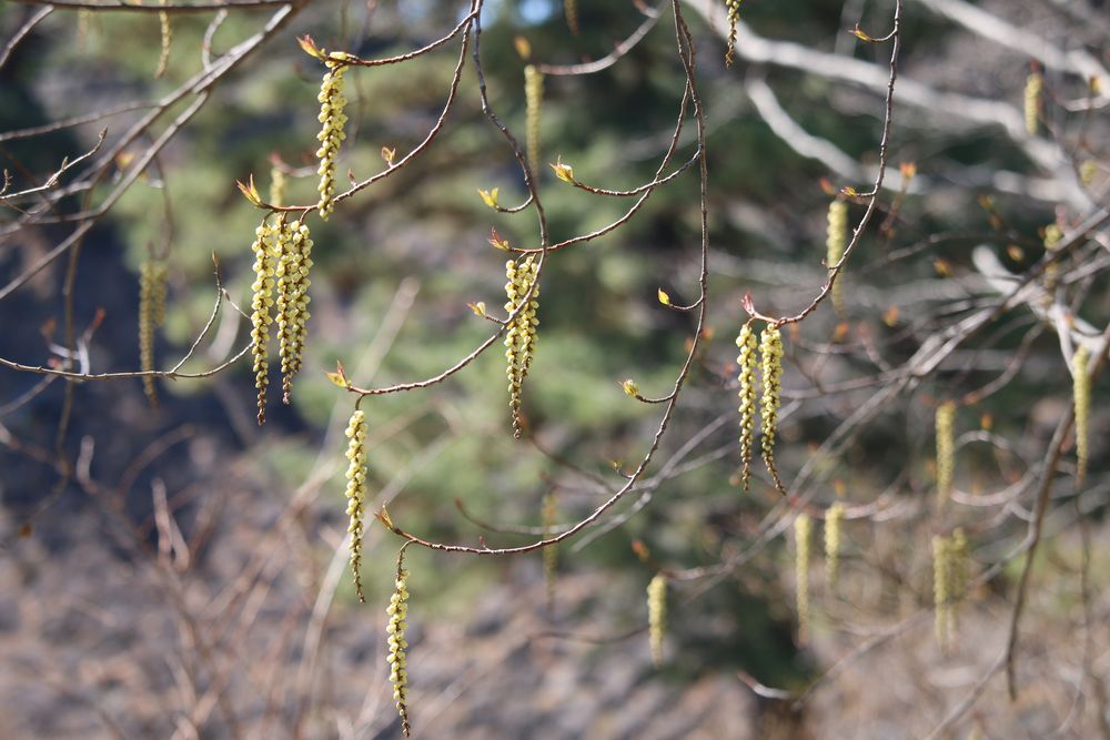 写真：キブシ（キブシ科）