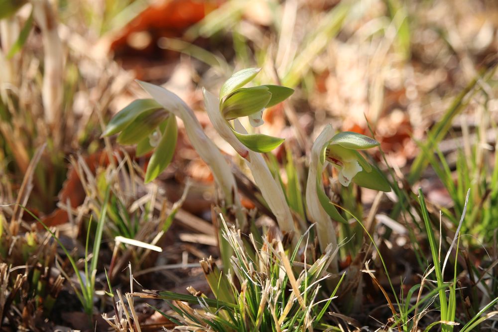 写真：シュンラン（ラン科）