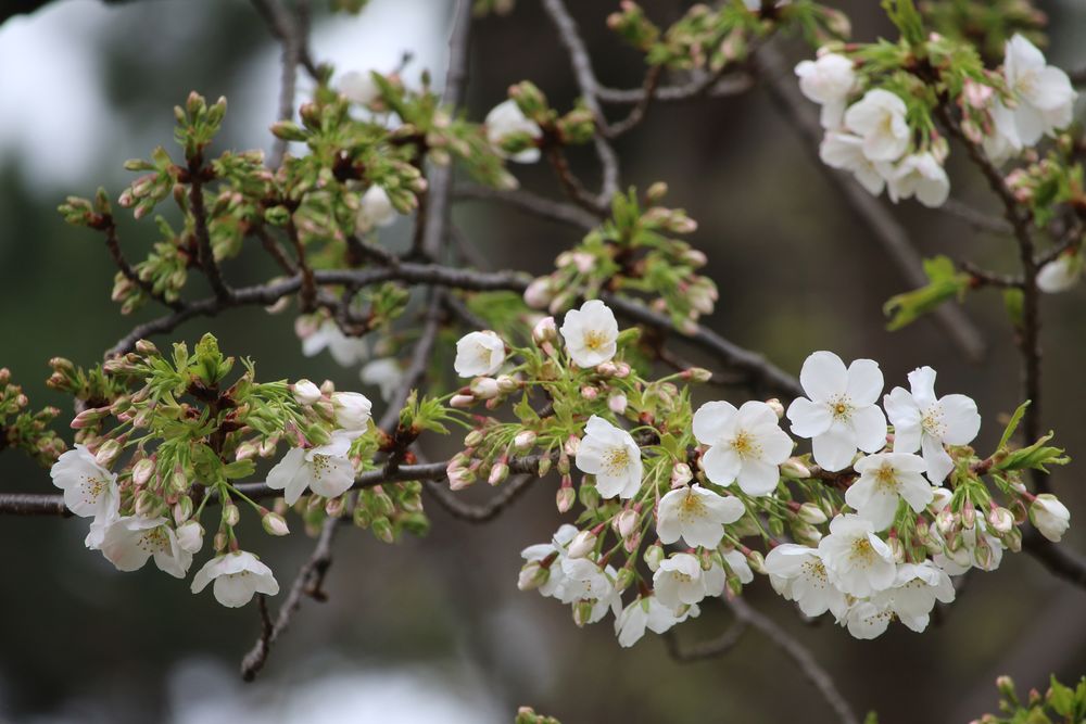写真：アマギヨシノ（バラ科）