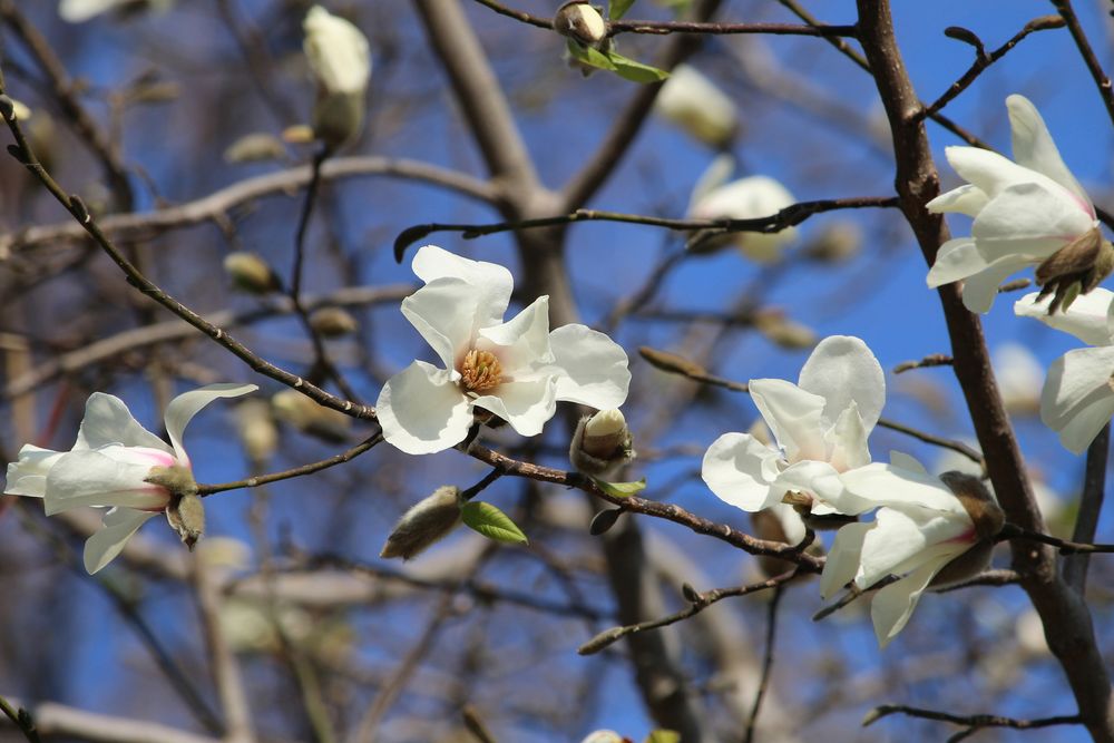 写真：コブシ（モクレン科）