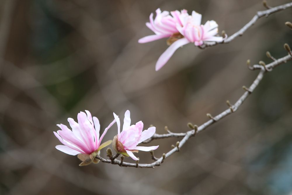 写真：シデコブシ（モクレン科）