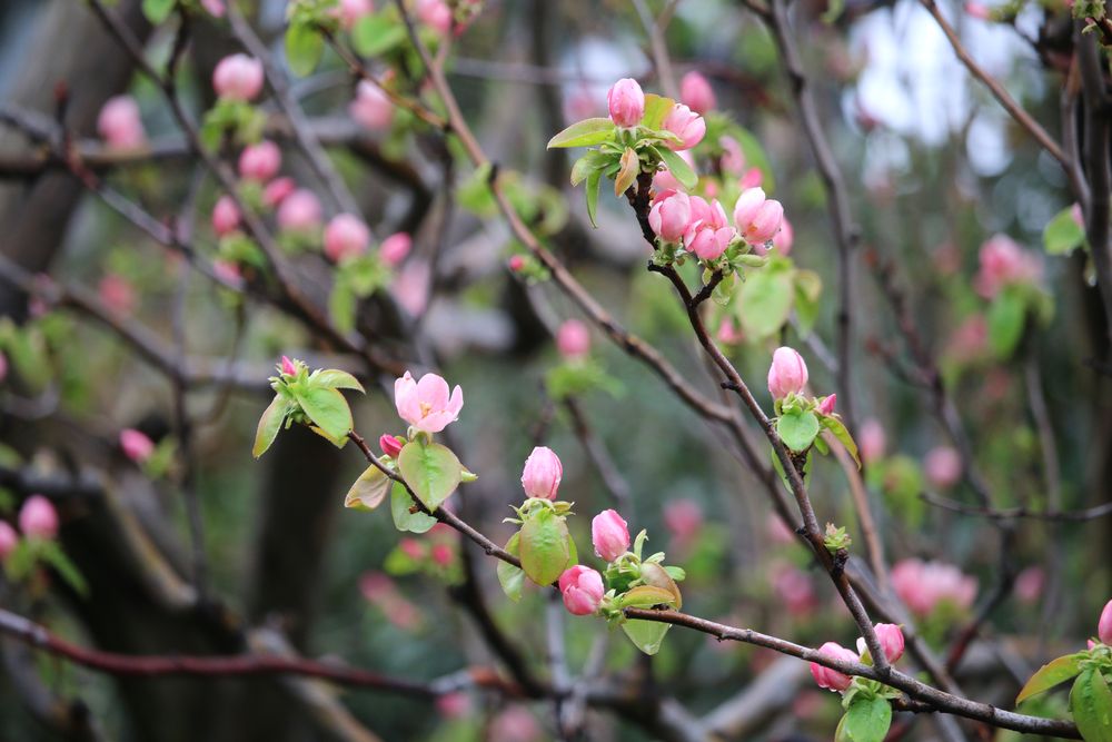 写真：カリン（バラ科）